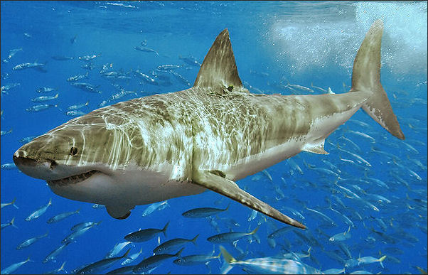20120518-Great White shark 2.jpg